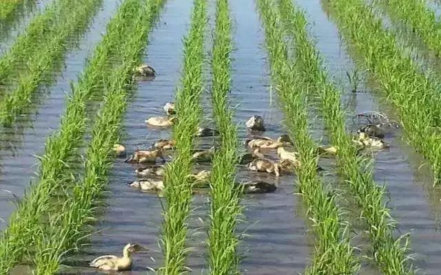 稻田养鸭好处多，瞧瞧这里的“机器鸭”，很霸道！