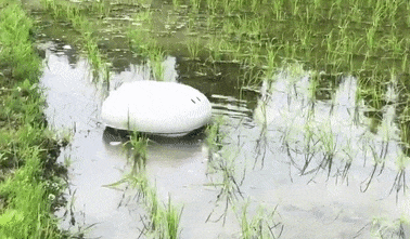 稻田养鸭好处多，瞧瞧这里的“机器鸭”，很霸道！