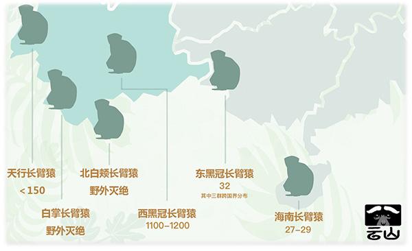地球的一半︱中国是如何失去白掌长臂猿的