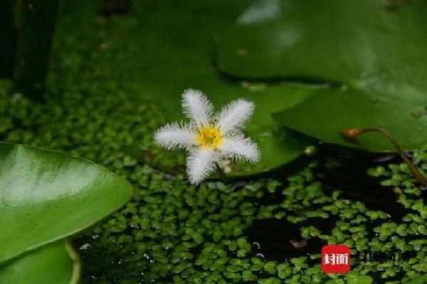 语闻成都丨川西草木物候记⑱：枸酱，一场拐枣引发的战争