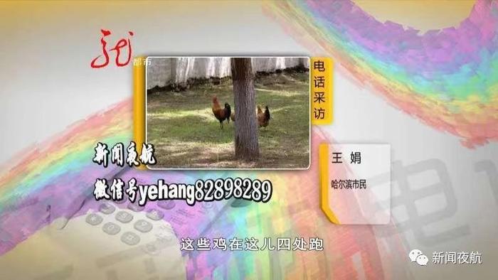 现实版“半夜鸡叫”！20多只鸡哈尔滨市区客车里安家，早晨三四点钟开始下蛋打鸣，附近居民直呼“受不了”！一只鸡要罚多少钱？