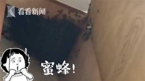 阳台橱柜传出奇怪声响！男子打开一看惊呆了……抠出整整两面盆