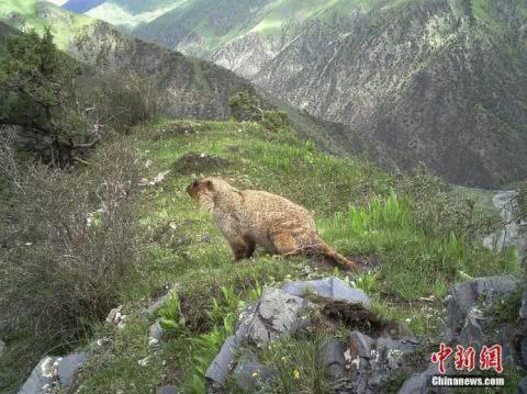 “秘境之眼”记录澜沧江源多种野生动物