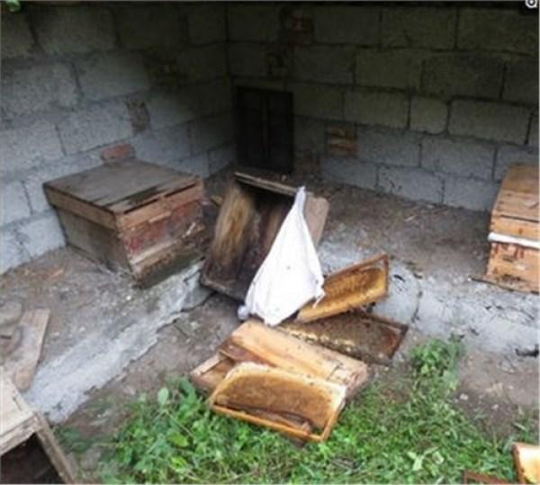 老农家十箱蜂蜜被偷，老汉竟敢怒不敢言，只因小偷身份不一般