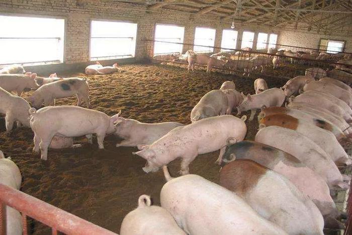 中国智慧农业正处于初级阶段；大北农生猪业务阶段性呈现亏损