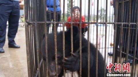 云南一男子捡回小黑熊 喂养两月后上交森警