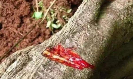 世界上最长寿的树：还会“流血”，汁液有治疗奇效！