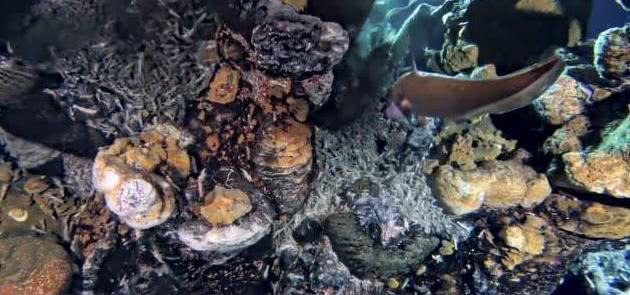 满月蛤这种经常被人类食用的“神奇物种”它们是吃什么维持生命的
