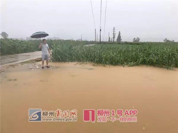 涨好快！柳江洪水已上河堤，不少车辆尚未转移！融安柳城等县遭遇大暴雨袭击