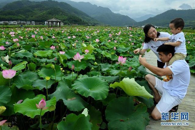 福建武夷山：万亩荷塘荷花争艳