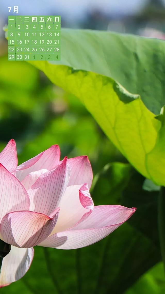 腾冲的七月是美妙的 让夏天的活力与生机伴你左右