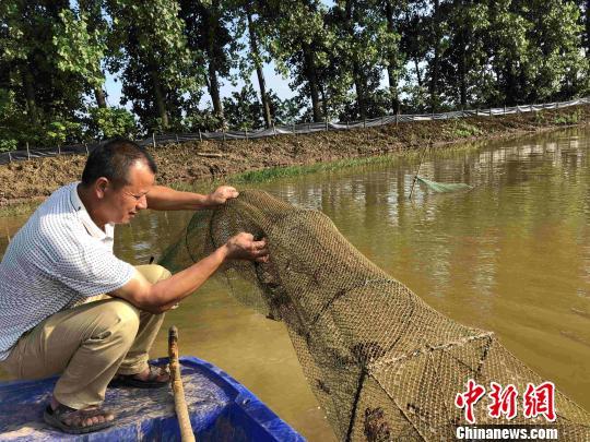 洞庭湖区乡村探索多样套种模式 鼓起贫困户“钱袋子”