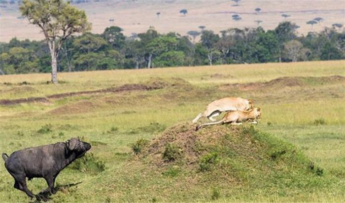 狮子交配的过程中，反遭野牛的羡慕，野牛直接发起进攻