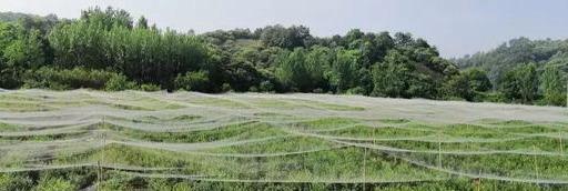 浉河区东双河镇蓝莓基地—骏翔蓝莓