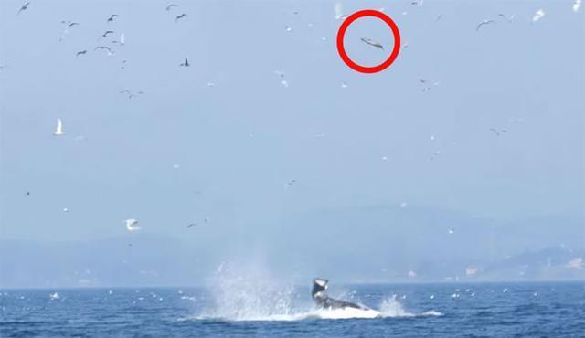 最悲惨的一只海豹，被虎鲸拍打至20多米的高空