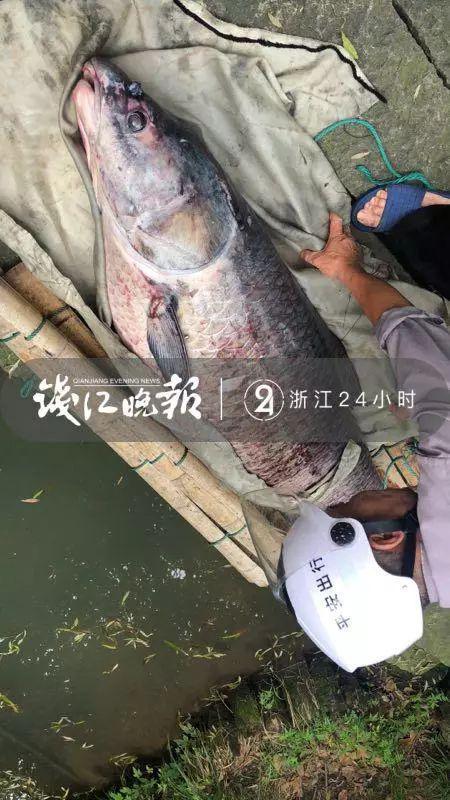 西湖里抓到一条螺蛳青“鱼王”：122斤 长1米6