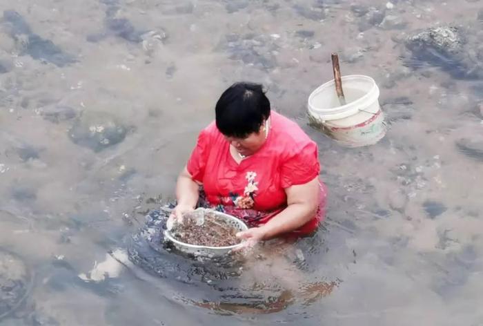 青岛人挖蛤蜊还可以这样操作！耙子、盛馒头的漏盘都用上了…