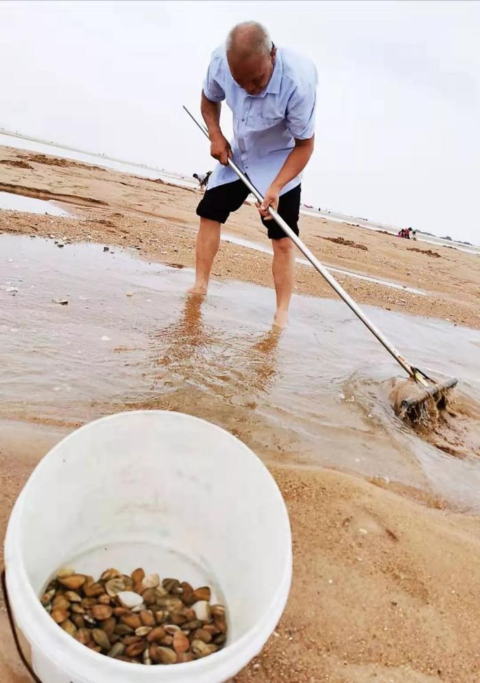 青岛人挖蛤蜊还可以这样操作！耙子、盛馒头的漏盘都用上了…