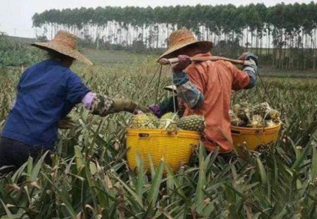 公认最难摘的4种水果，忍了菠萝，看完火龙果后：难度不是一般大