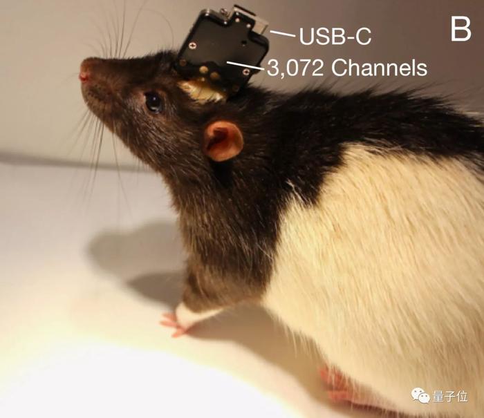 马斯克发布脑机接口系统！芯片直连大脑，激光开颅放置，可用iPhone操控，网友炸了：这就是黑客帝国