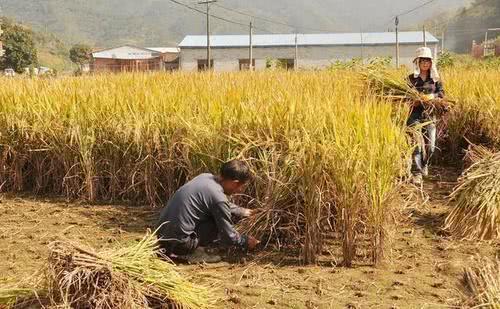 2019年农村土地又出新政策，一亩地最高值3万，算你家值多少