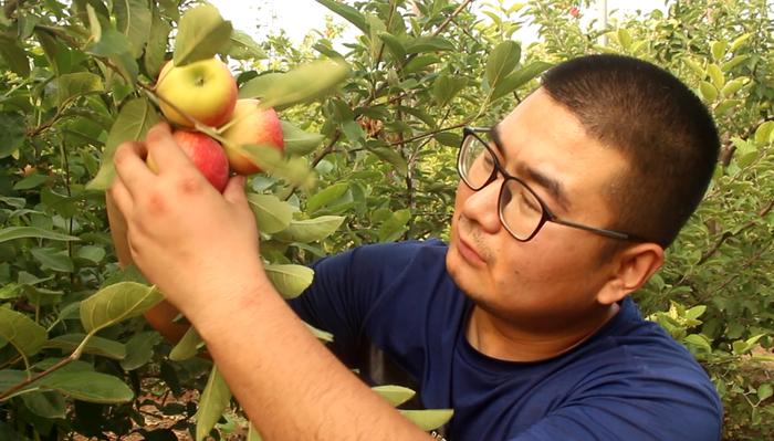 小帅爬树摘苹果，亲自给“旮旯苹果”做防摔测试，能成功吗？