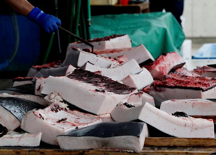 日本千叶县组织小学生观摩宰杀鲸鱼，校长称培养传统自豪感