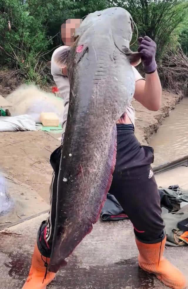 黑龙江凶猛的大型肉食鱼怀头鲶，用路亚钓法擒上岸