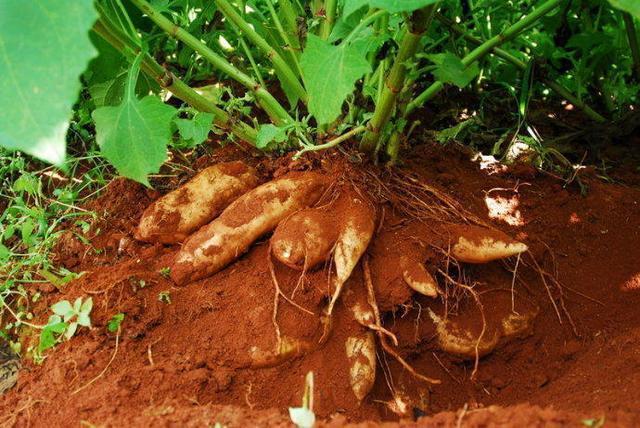 这野果外形似地瓜，营养丰富水分足，地里刨出来就能吃