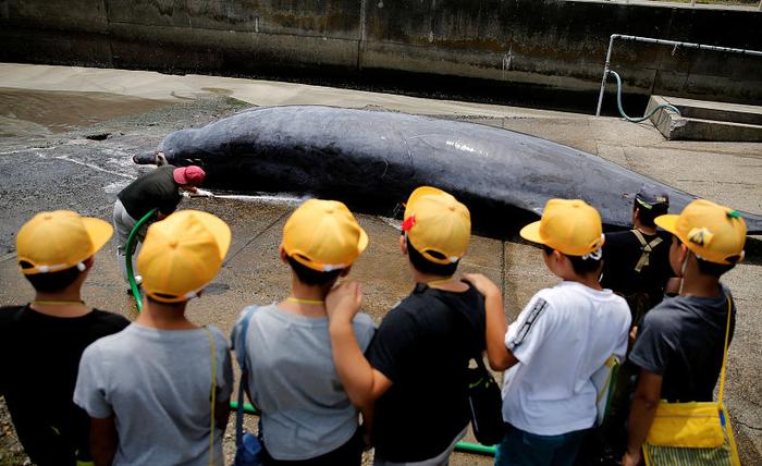 日本组织小学生现场观摩解剖鲸鱼 校方：培养孩子们的自豪感