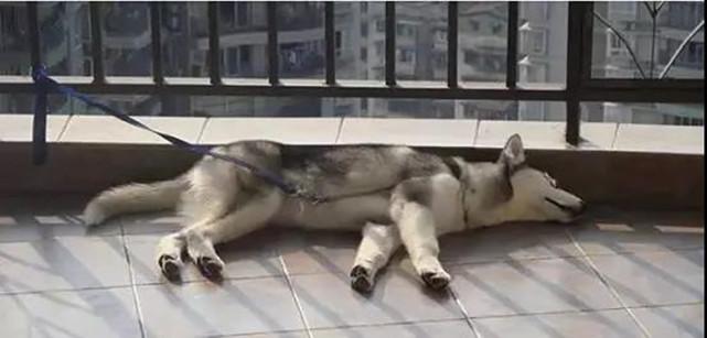 狗狗睡姿大揭秘，最后一种姿势的狗被称为“天选之子”