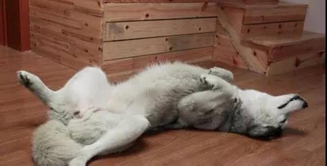 狗狗睡姿大揭秘，最后一种姿势的狗被称为“天选之子”