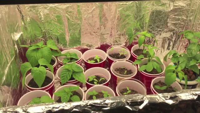 在室内也能种出不断开花结果的盆栽辣椒，就是满足了这几个条件