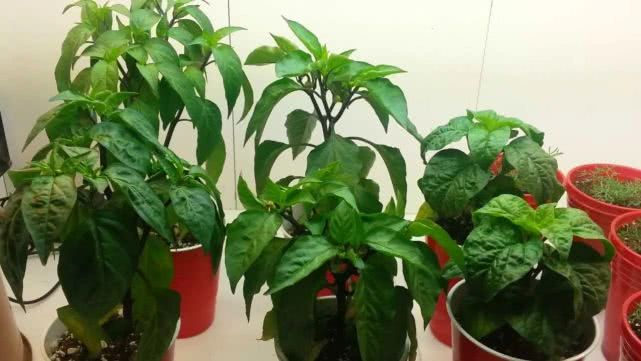 在室内也能种出不断开花结果的盆栽辣椒，就是满足了这几个条件