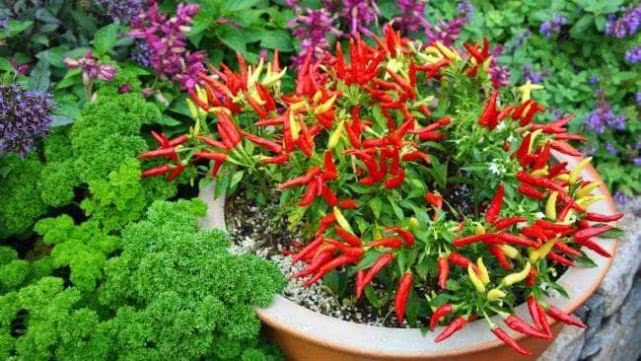 在室内也能种出不断开花结果的盆栽辣椒，就是满足了这几个条件