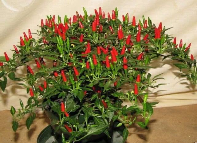 在室内也能种出不断开花结果的盆栽辣椒，就是满足了这几个条件