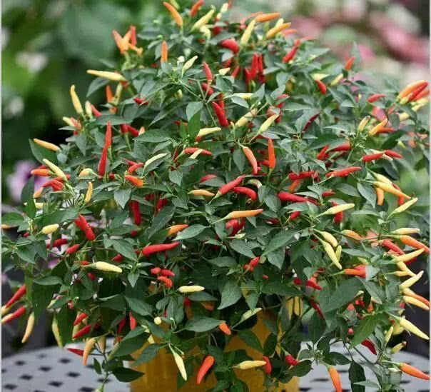 在室内也能种出不断开花结果的盆栽辣椒，就是满足了这几个条件