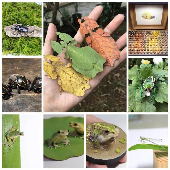 福利丨不用出广州，免费看五大洲？生态昆虫艺术展来了！