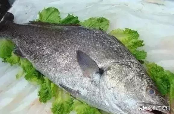 如何区分大黄鱼、小黄鱼、黄姑鱼、黄唇鱼？特征全都告诉你
