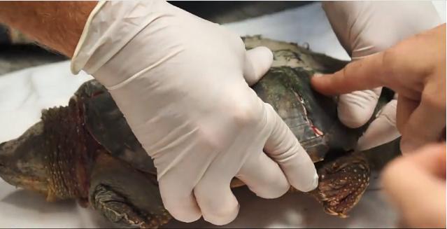 出生就带着壳的乌龟，没有了龟壳还能生活吗？专家亲自解答！
