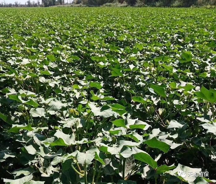 2019年棉花盛花期氮磷钾施肥建议