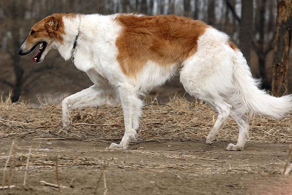 地球上10大智商最低的狗狗，西施犬第十，北京犬第七，你养了吗？