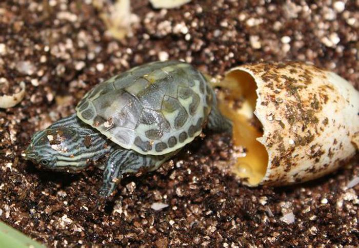 出生就带着壳的乌龟，没有了龟壳还能生活吗？专家亲自解答！