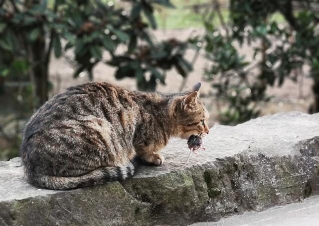 宠物猫为啥不会抓老鼠？猫：我妈没教！