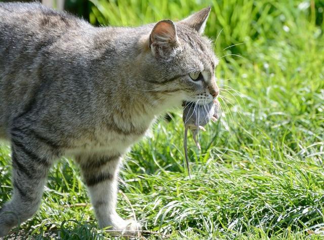 宠物猫为啥不会抓老鼠？猫：我妈没教！