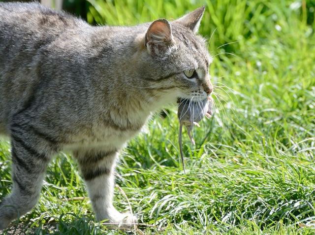 宠物猫为啥不会抓老鼠？猫：我妈没教！