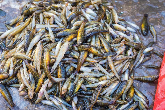 河里6种长不大的鱼，如今有钱难吃到，已成为农村人的乡愁