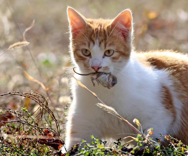 宠物猫为啥不会抓老鼠？猫：我妈没教！