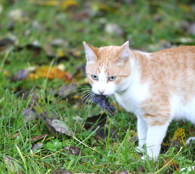 宠物猫为啥不会抓老鼠？猫：我妈没教！