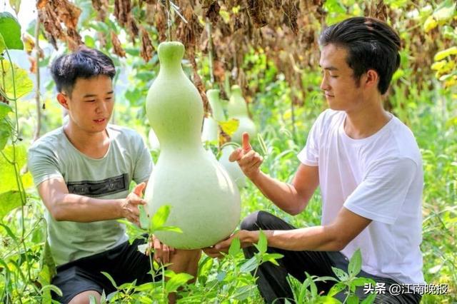 江南大学“小葫途”创业团队踏上“精准扶贫”路，指导贫困农户种植、加工葫芦，以葫芦传播文化